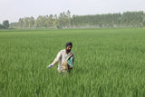 Punjab: One of the Most Prosperous States in India [The Economic Picture]